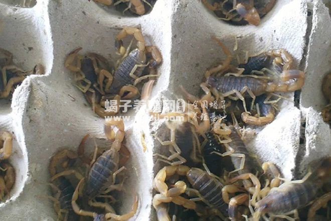 大黄峰vs蝎子视频直播，一场自然界的生死较量，你敢不敢看？