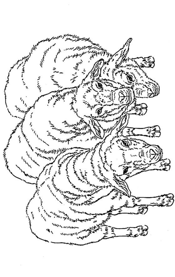 牦牛vs老虎视频直播，高原上的生死对决，到底谁更猛？